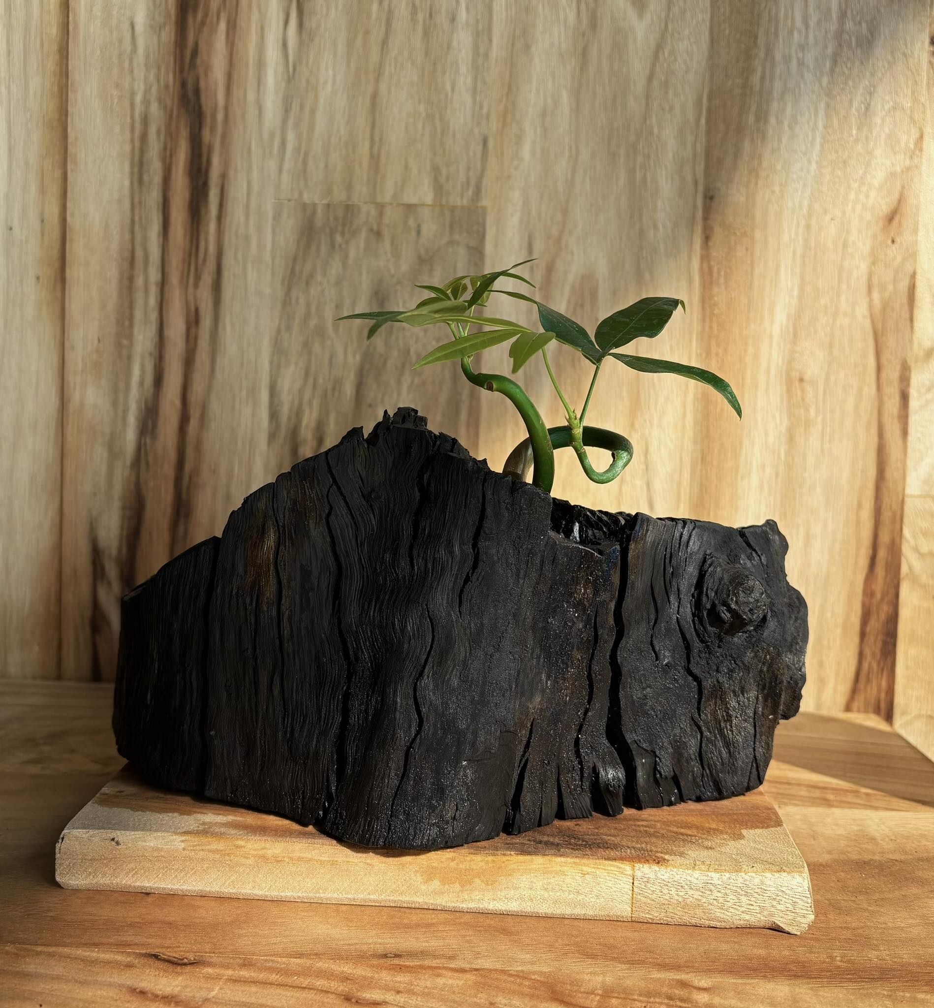 (專屬訂單 FBYvonne Pan)Rewood 龍眼炭盆栽－山嶽