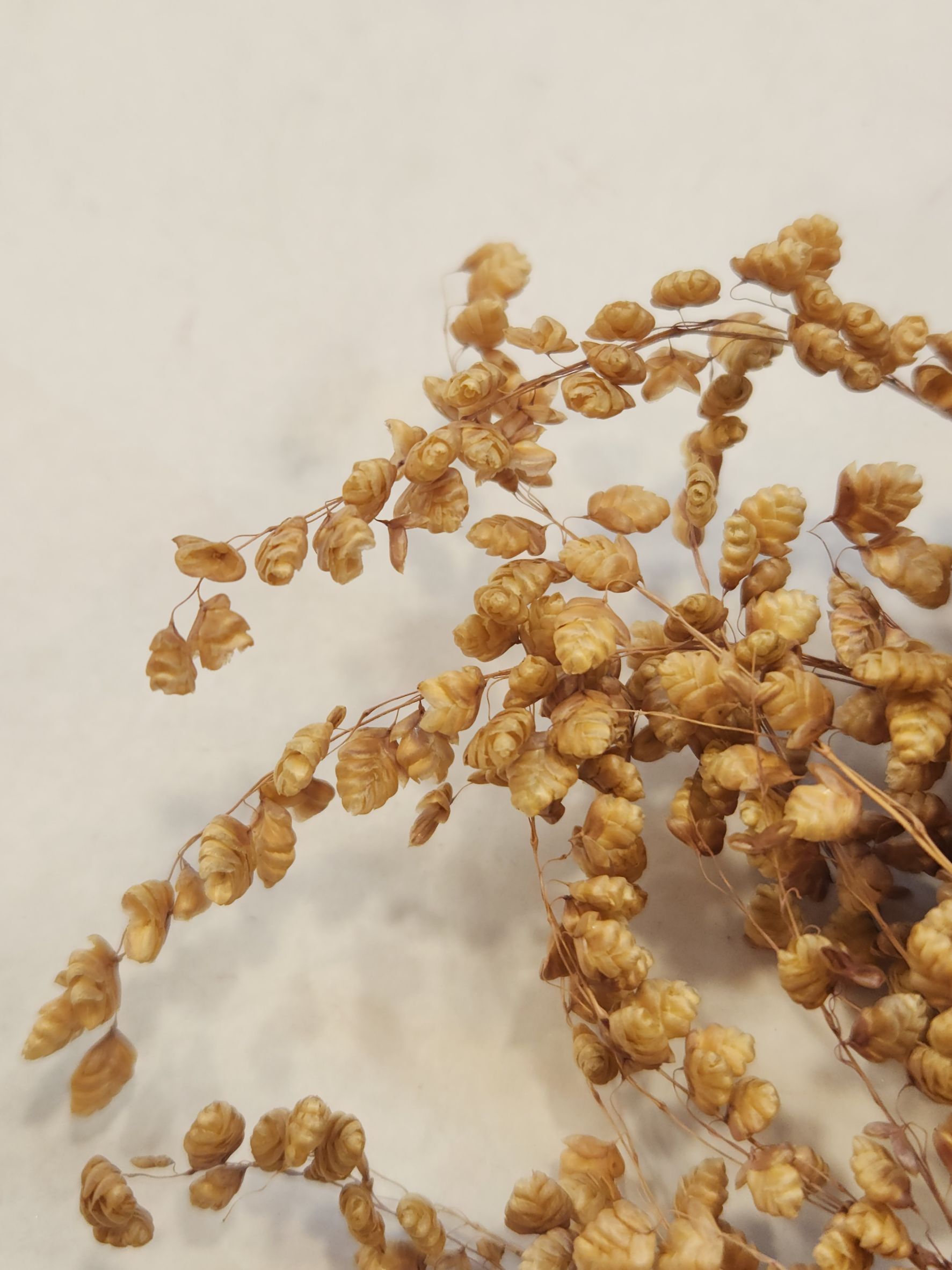 乾燥凌風草（荷蘭）