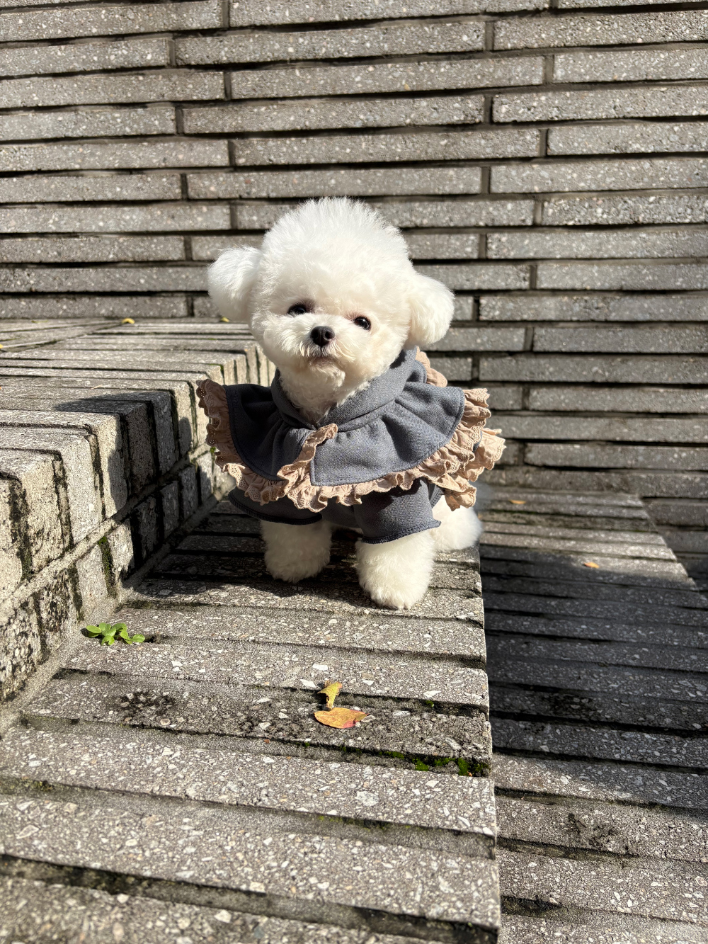 COZY-N荷葉翻領上衣