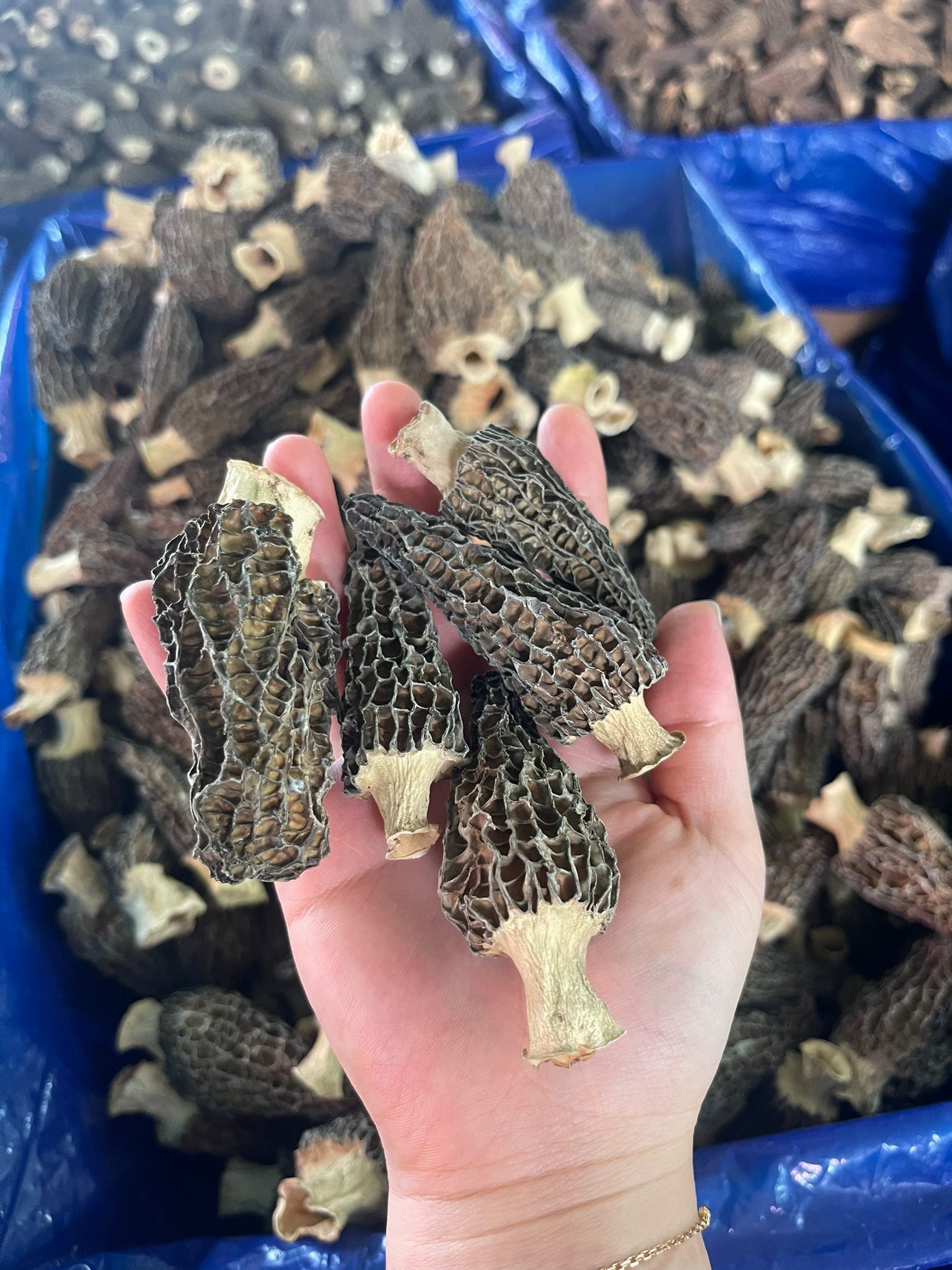 【預購】LL103099 最新鮮最香最大頂級羊肚菌