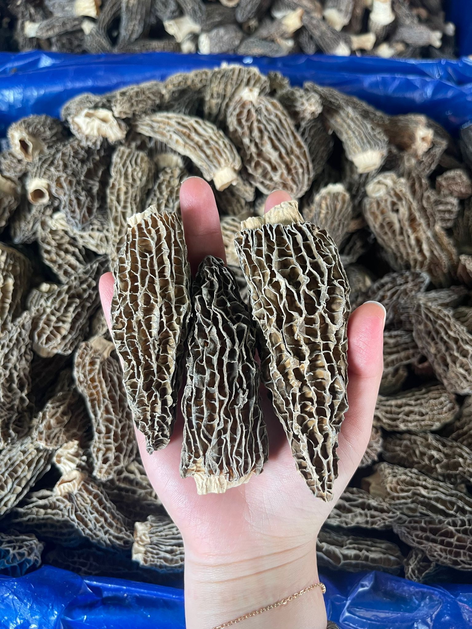 【預購】LL103099 最新鮮最香最大頂級羊肚菌