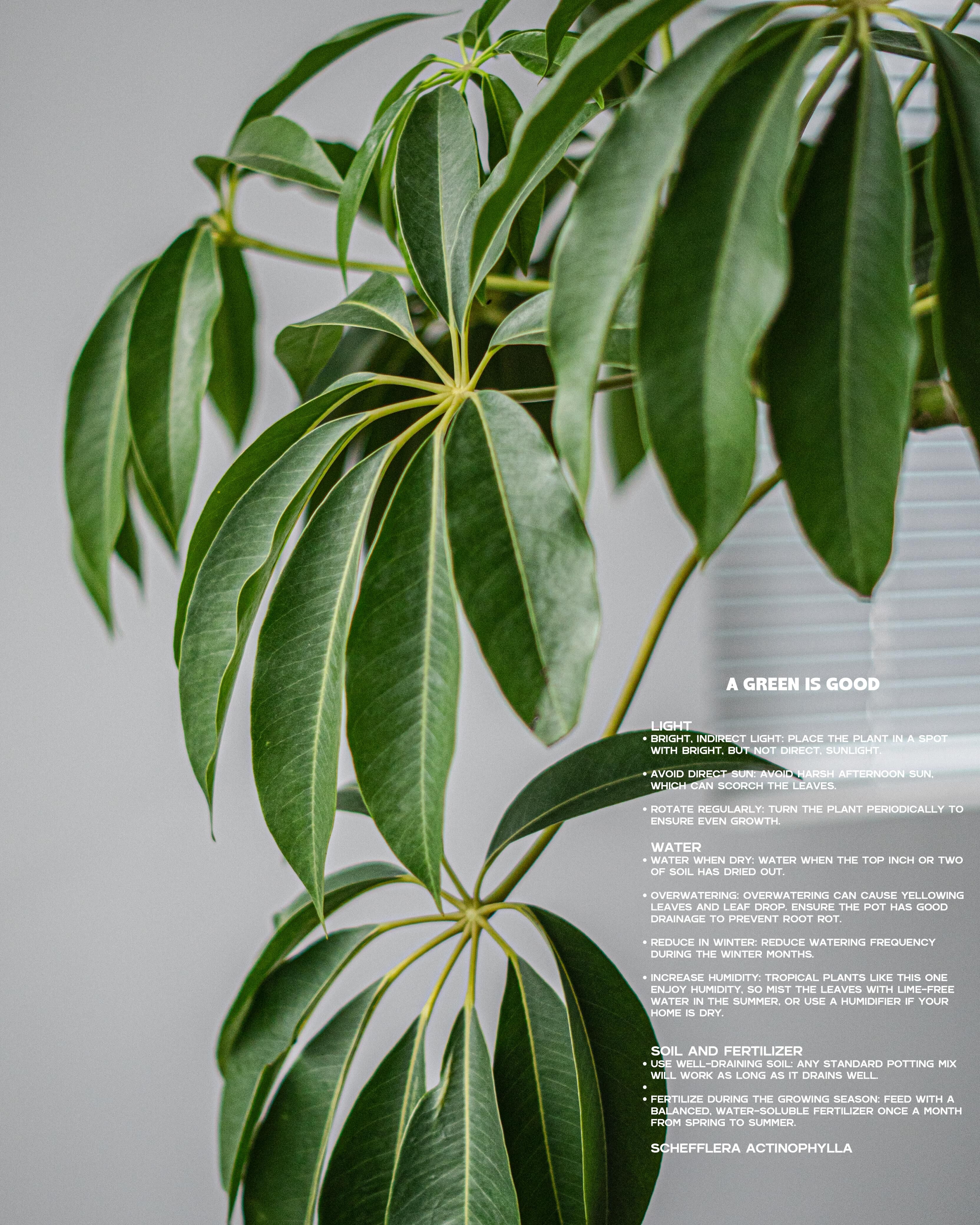 日本大葉傘 — ツピダンサス