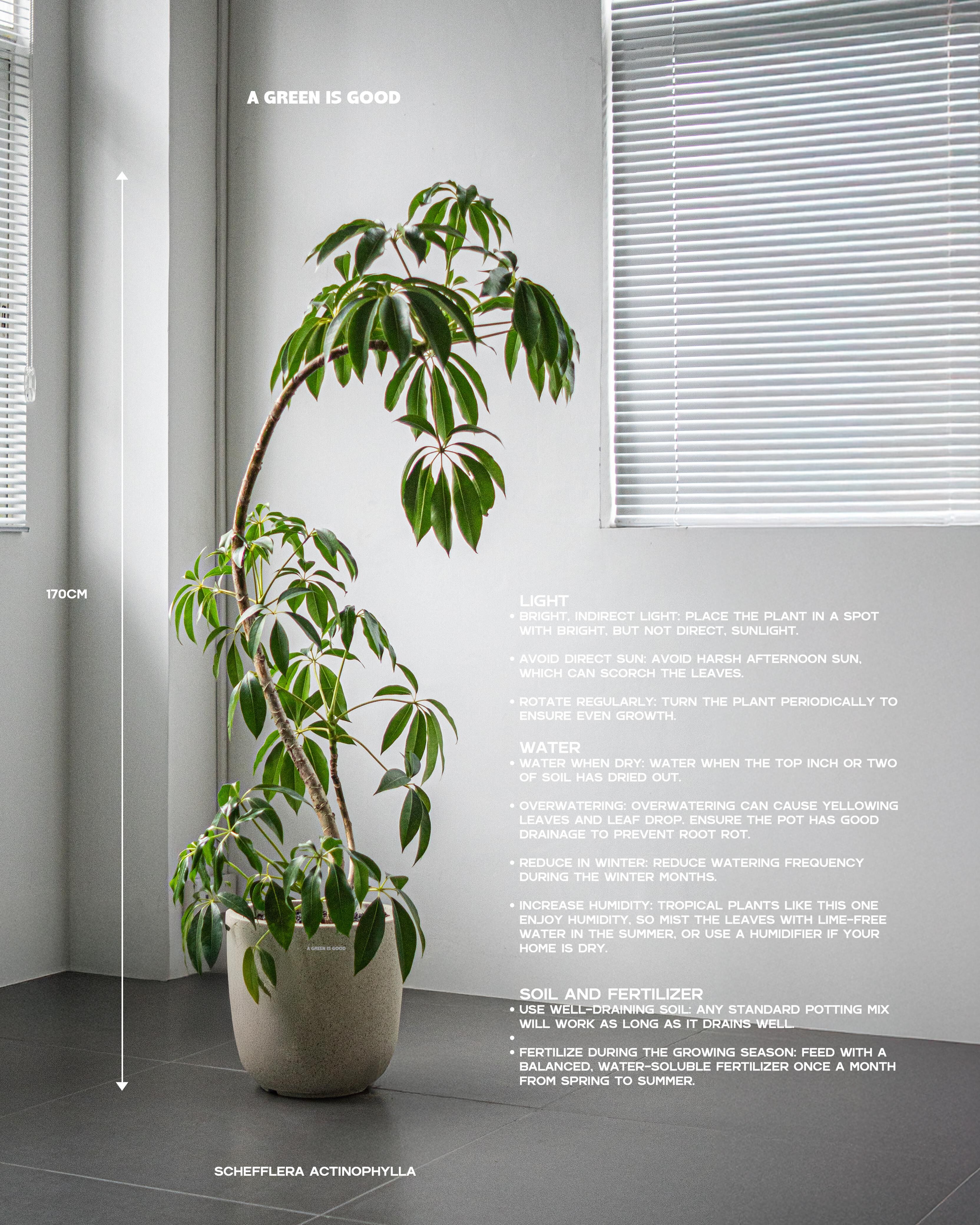 日本大葉傘 — ツピダンサス