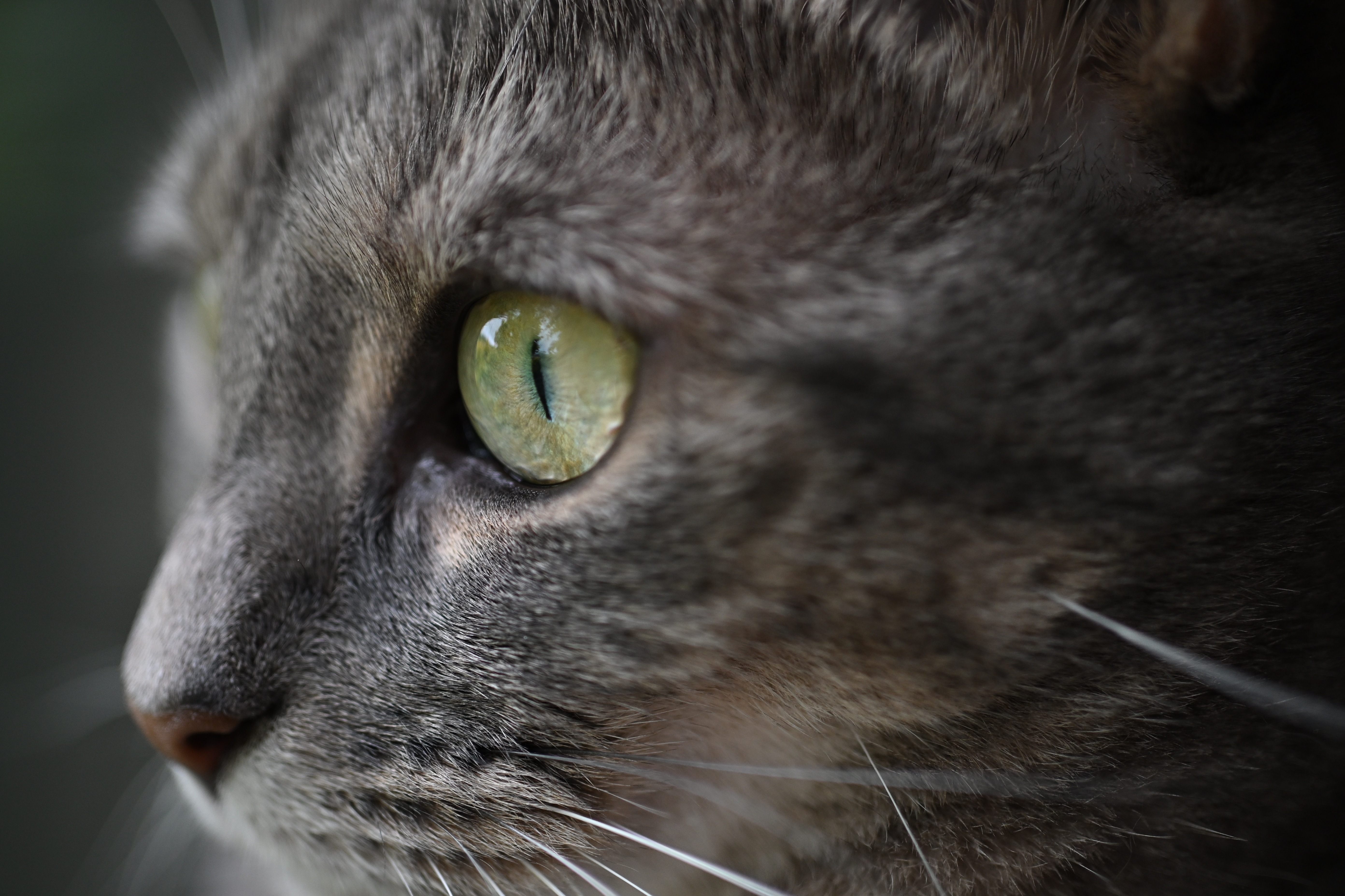 NIKKOR Z DX MC 35mm f/1.7