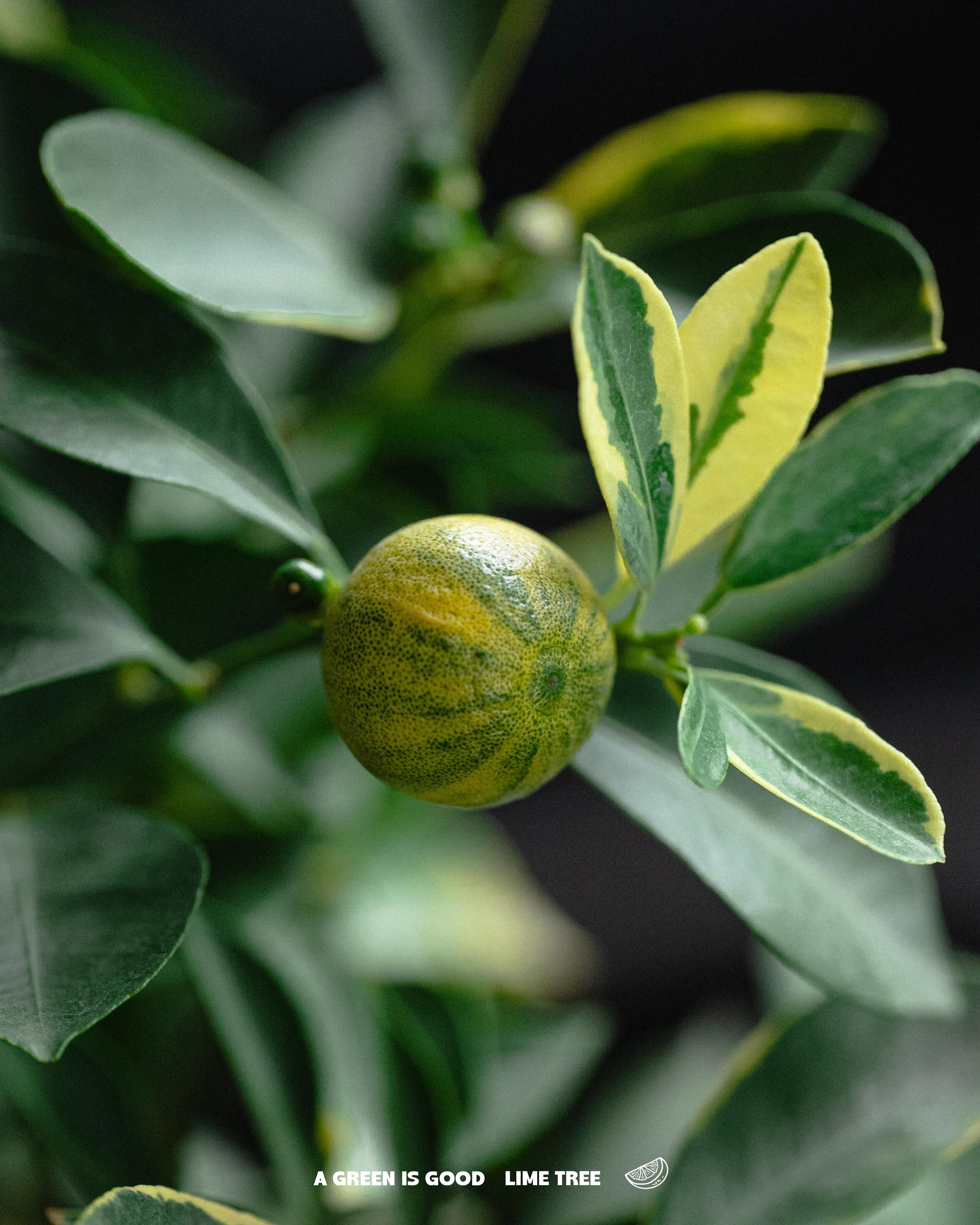 泰國直送 - 班葉青檸樹🍋