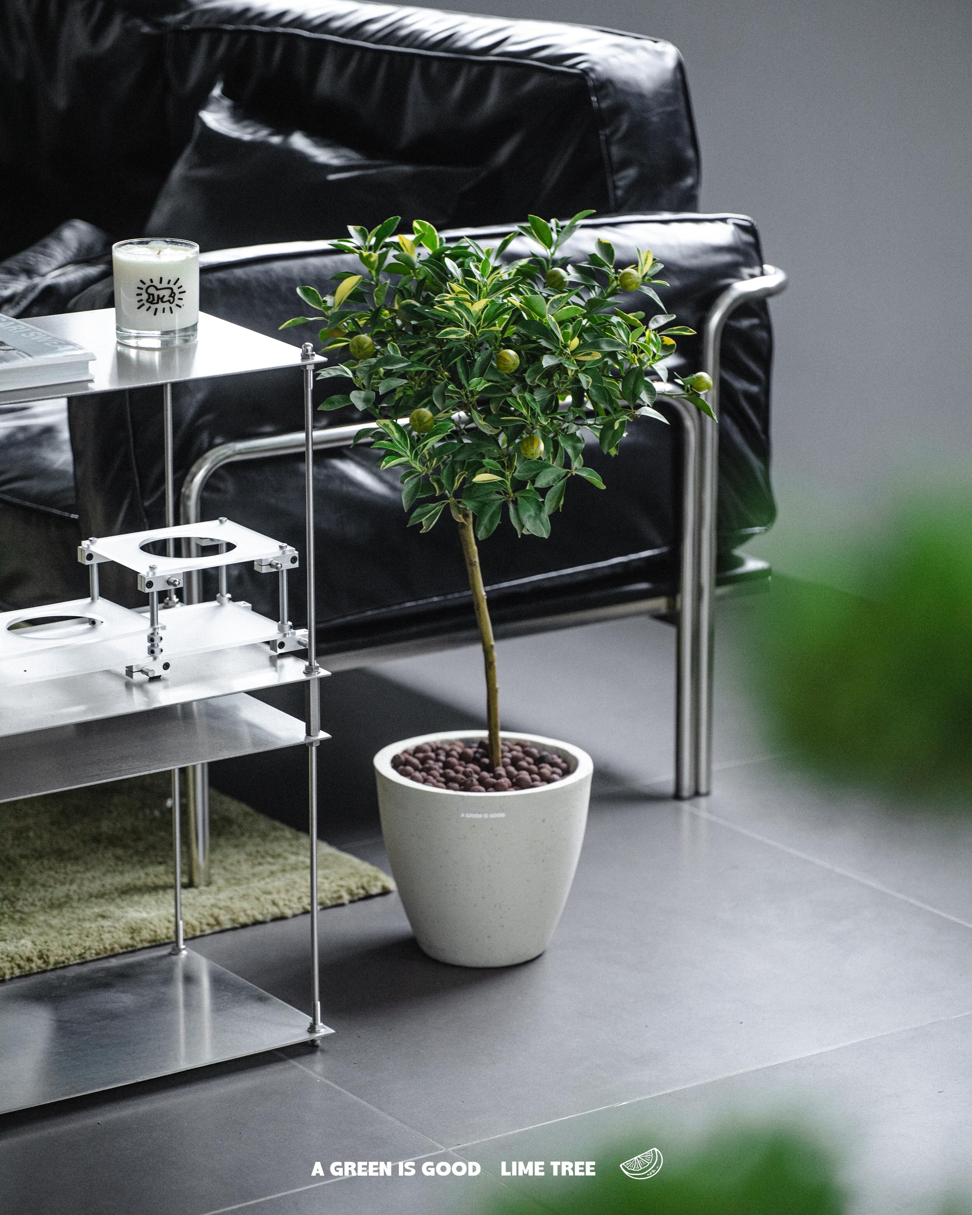 泰國直送 - 班葉青檸樹🍋