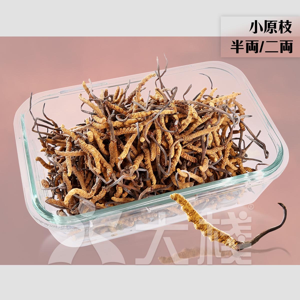 西藏冬蟲夏草 - 小原枝 (不設退換) (別稱 冬蟲草，蟲草，藏草)