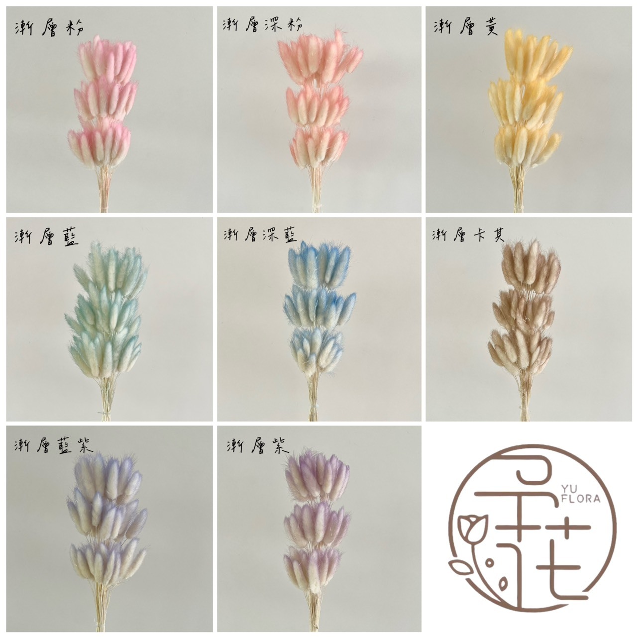 乾燥漸層兔尾草