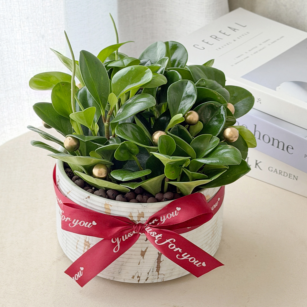 PD65｜圓葉椒草盆栽