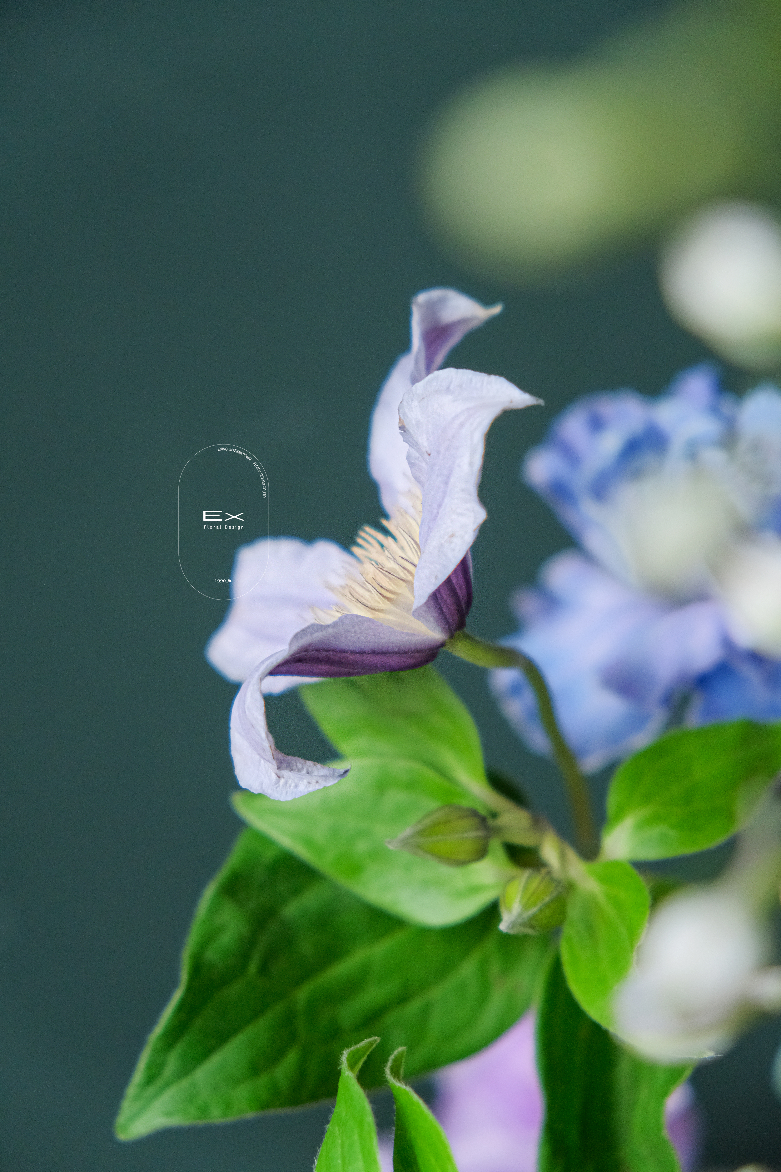 維也納薄霧 Vienna Mist｜入新居 桌花送禮