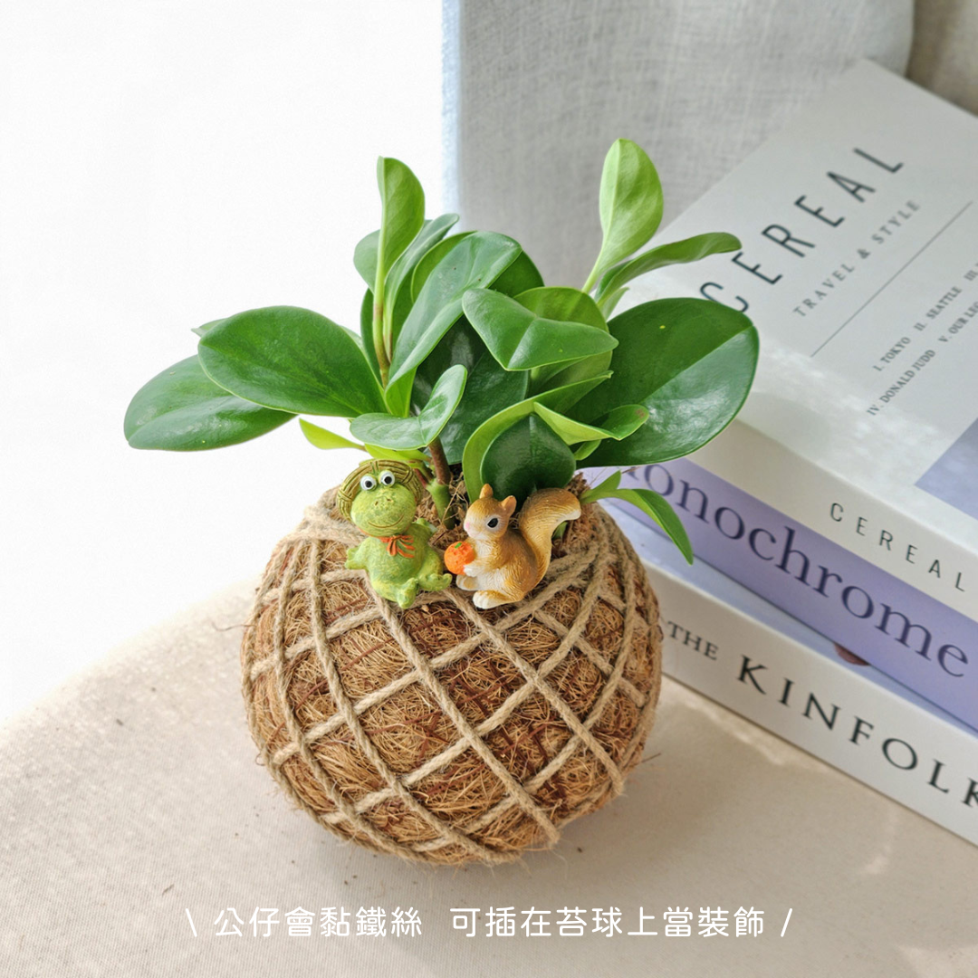 活動限定｜小苔球裝飾加購專區