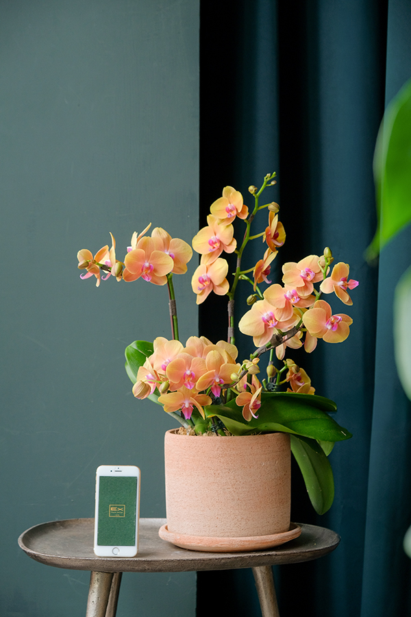 瀾星 Lan Étoile｜蝴蝶蘭花禮