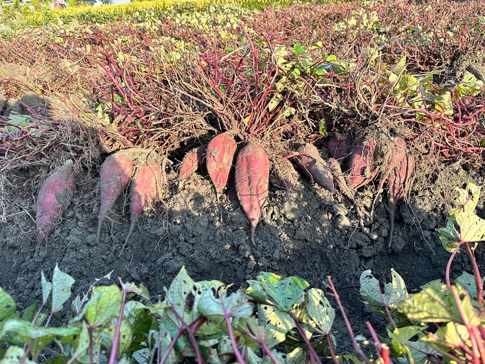 台農 73 號是著名的紫心地瓜，外皮深紫、果肉也帶有夢幻的紫色，含有豐富的花青素，具高營養價值。