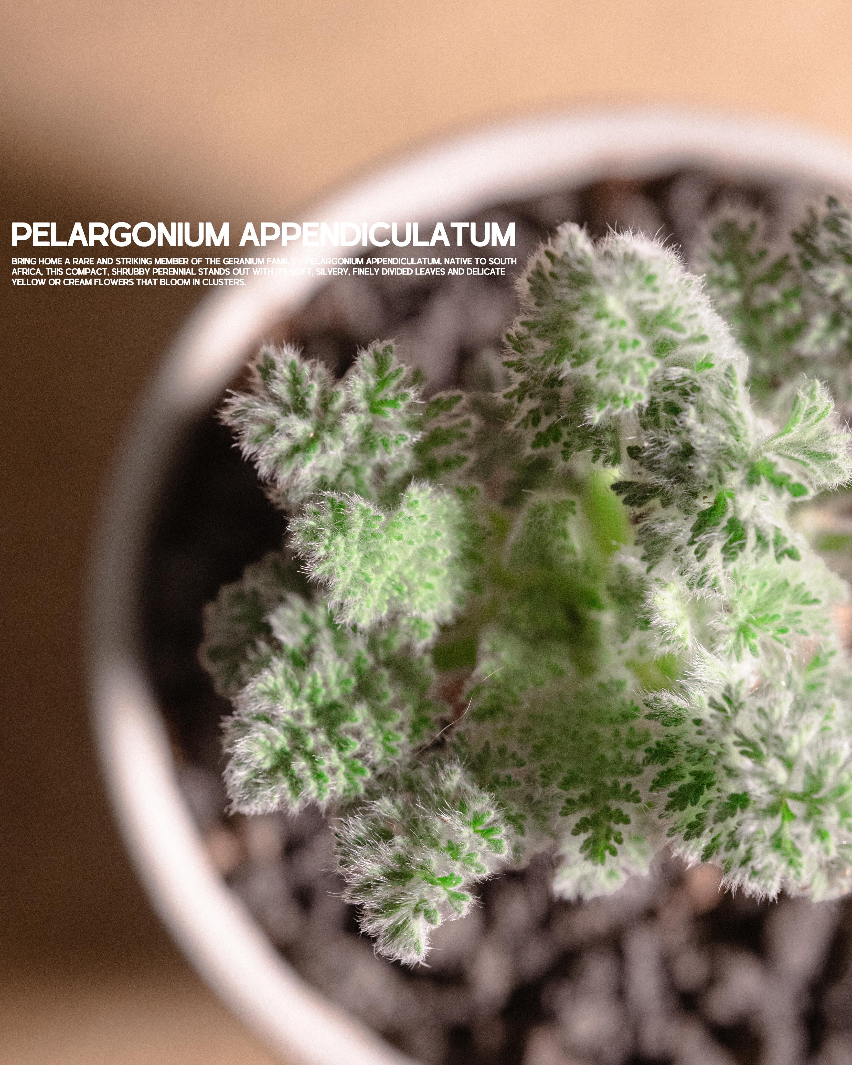 秋冬最可愛的毛絨絨葉  - 羽葉洋葵