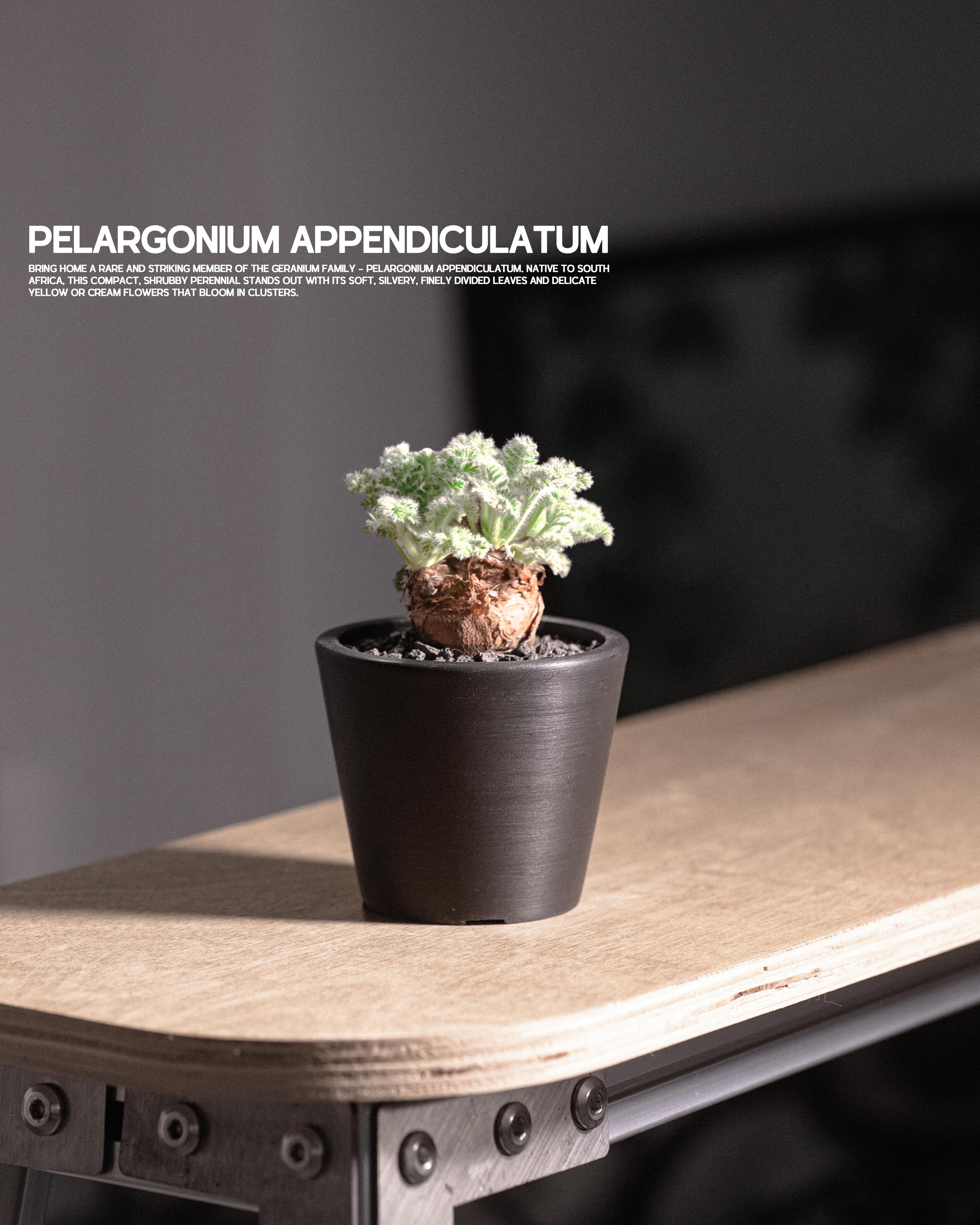 秋冬最可愛的毛絨絨葉  - 羽葉洋葵