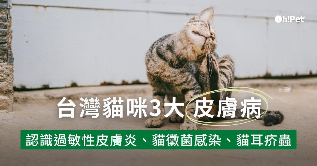 台灣貓咪常見皮膚病