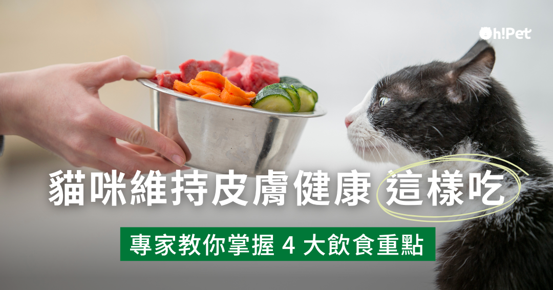 維持貓咪皮膚健康這樣吃