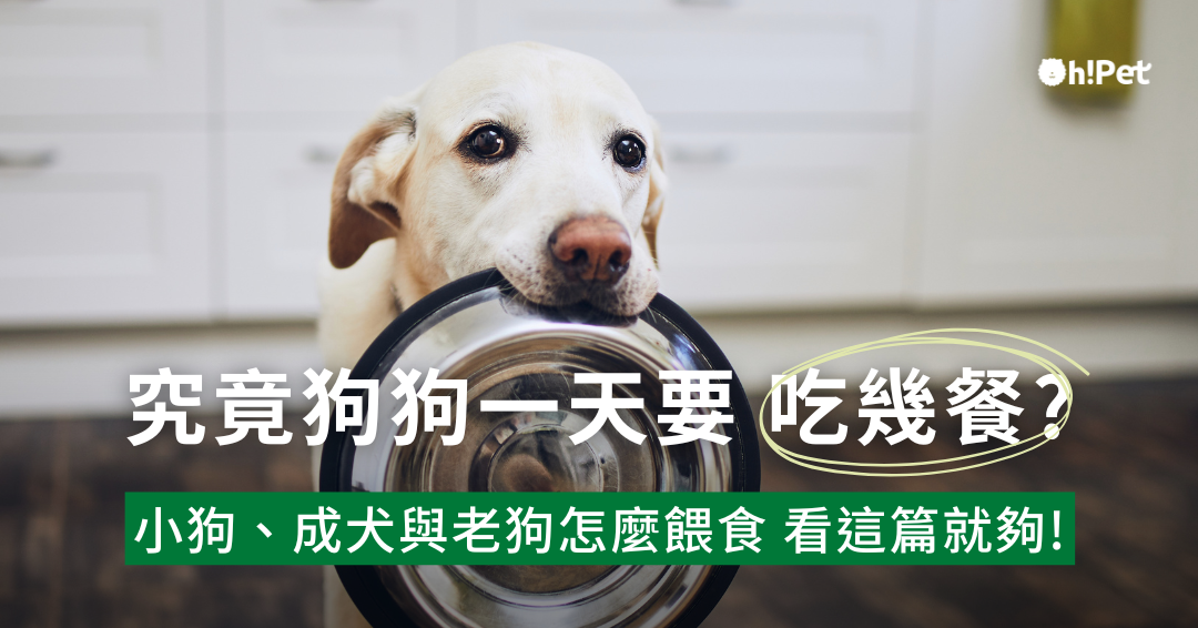 幼犬老犬一天吃幾餐