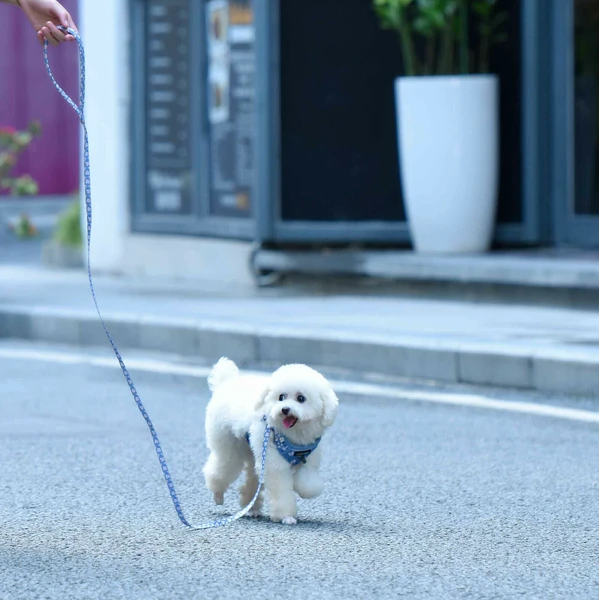 Dogness 小淘氣牽引繩和胸背帶套裝