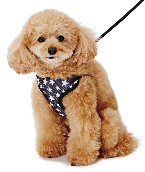 Petio AR Fashion 小型犬星星背心式胸背帶牽繩組 XS 黑色