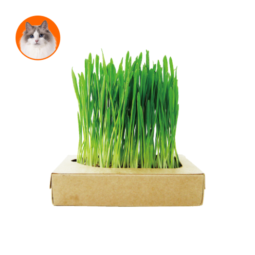 (貓用)貓草新鮮栽培盒-生菜