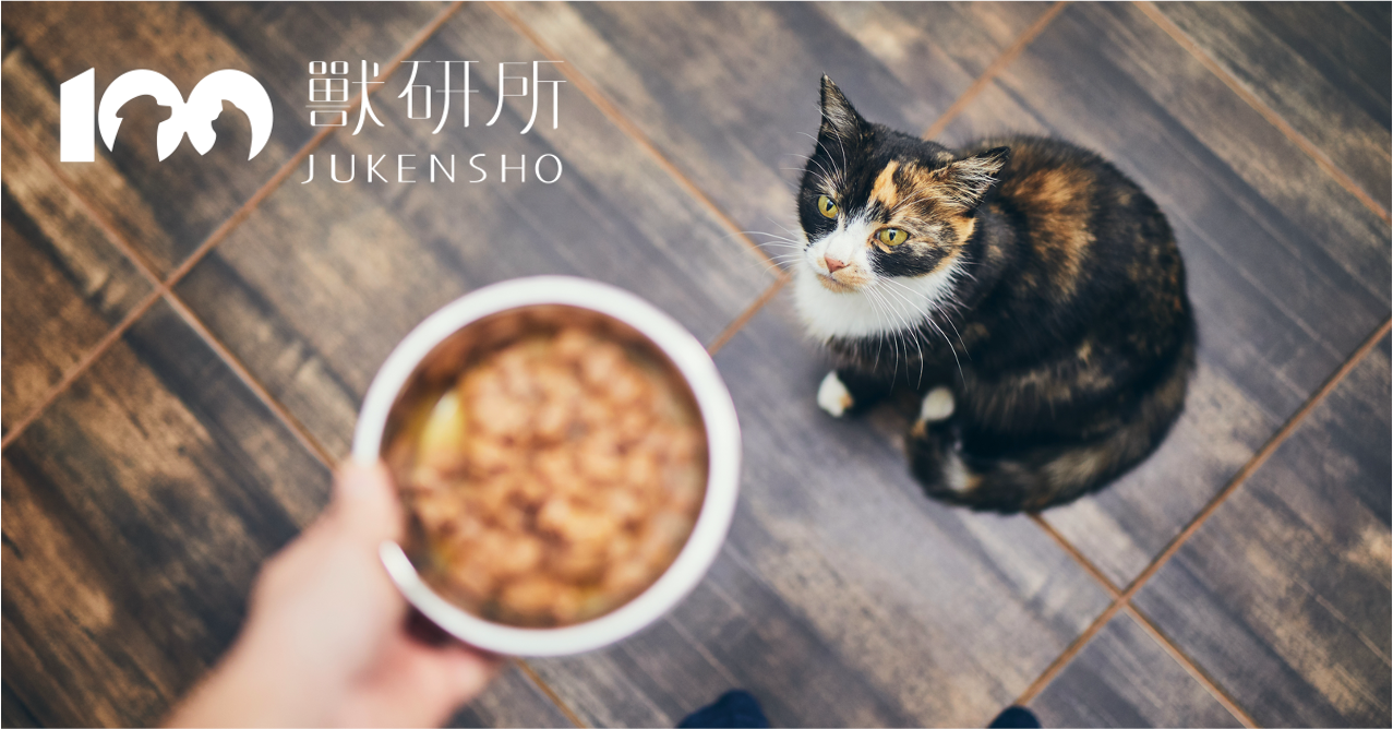 cat-looking-at-wet-food