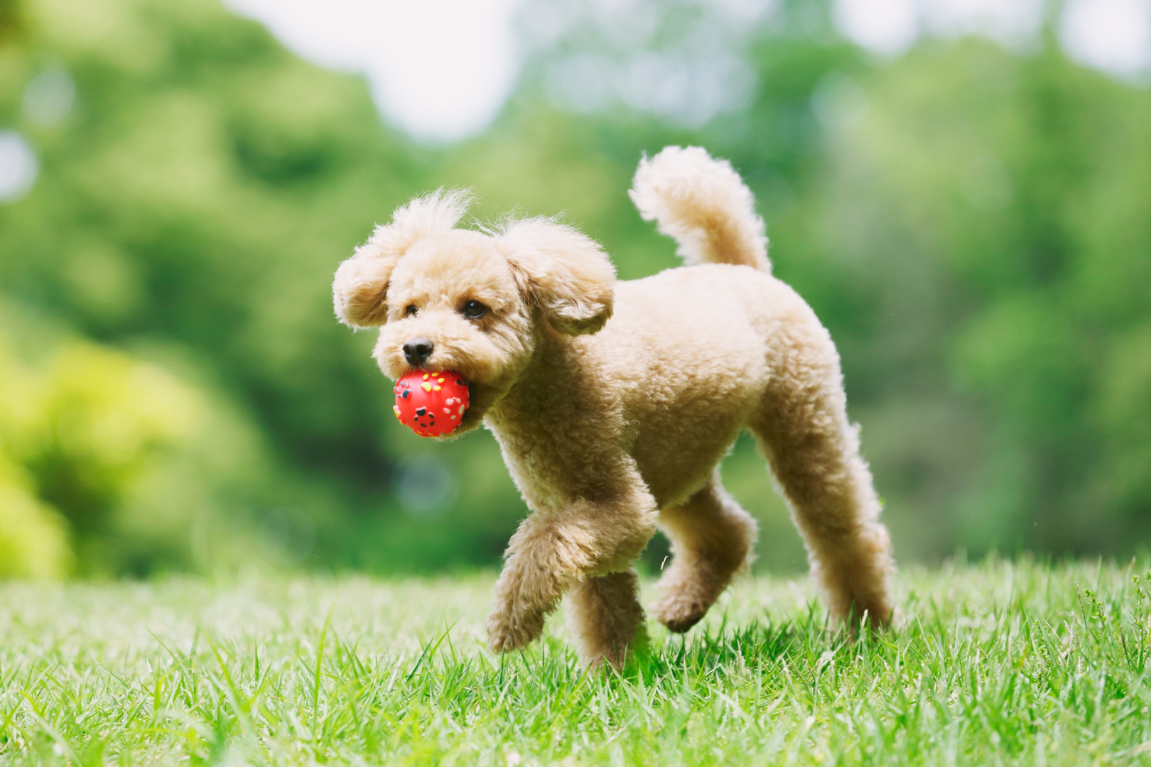 散步可以搭配互動遊戲，增加心肺負荷
