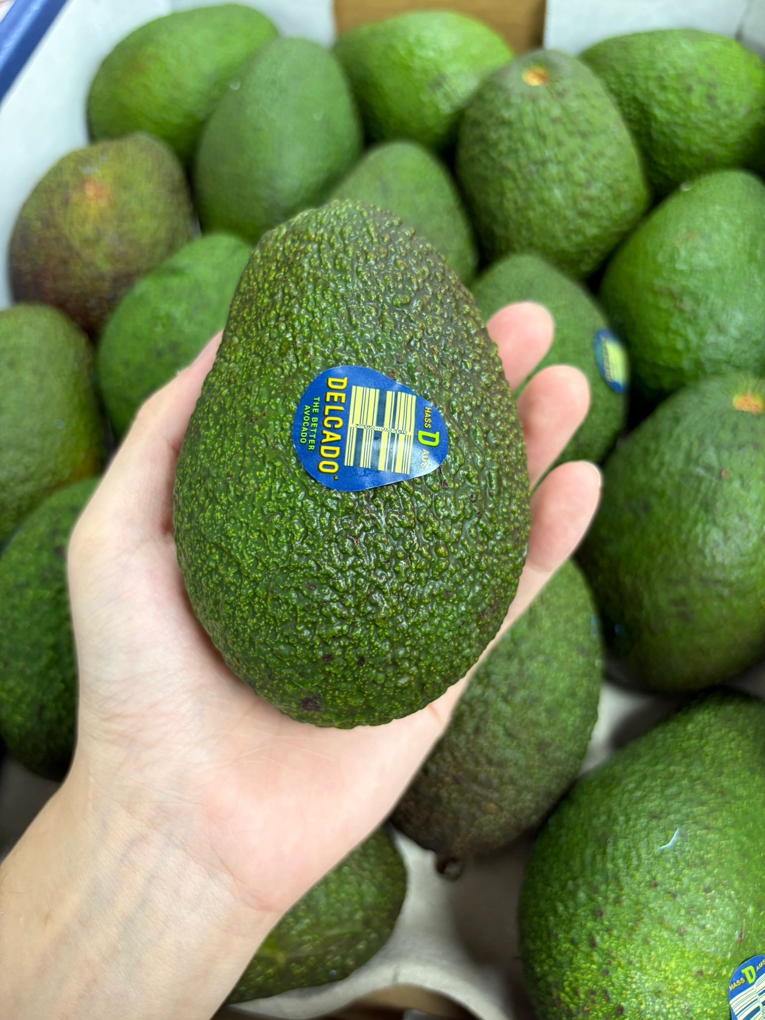 澳洲牛油果-原箱（包賀卡）