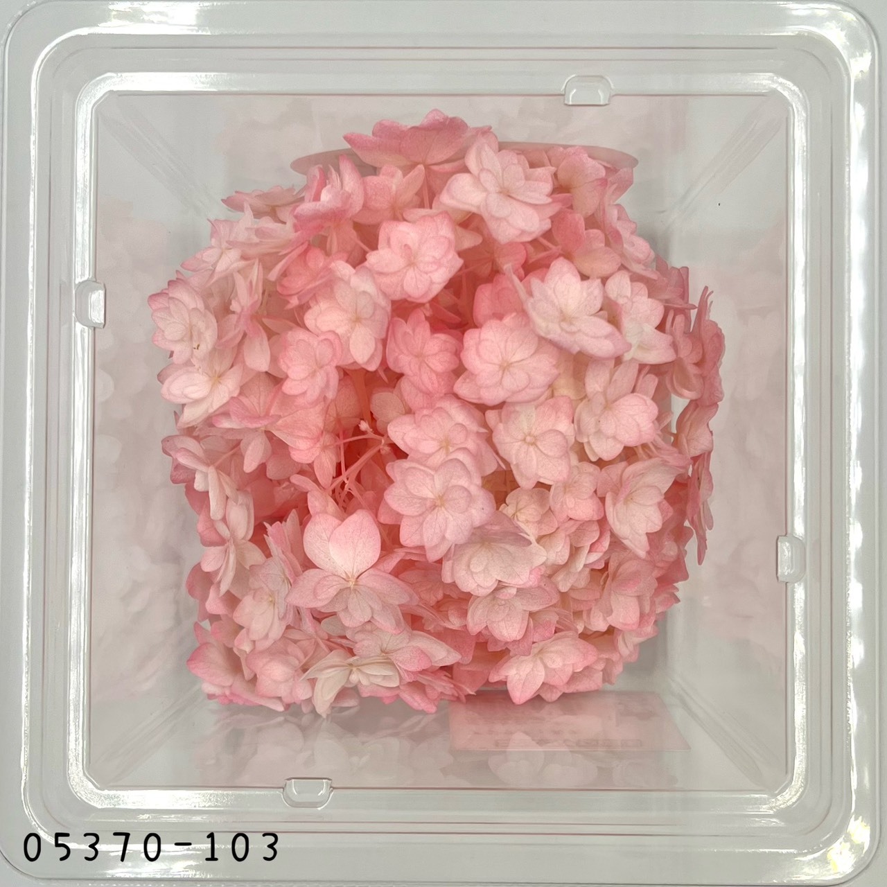 日本不凋漸層重瓣繡球 05370-103