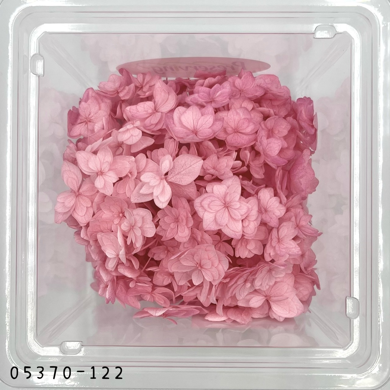 日本不凋漸層重瓣繡球 05370-122