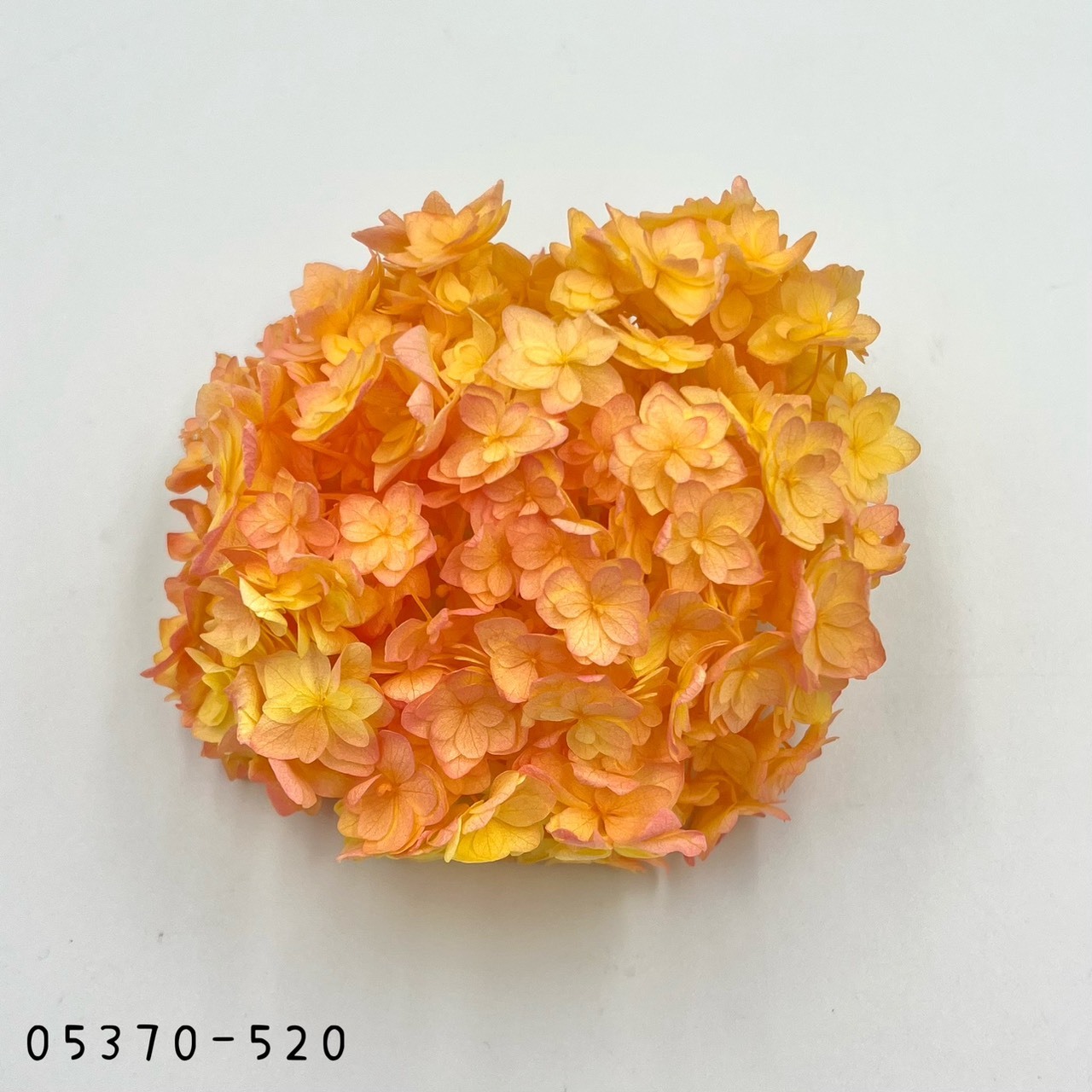 日本不凋漸層重瓣繡球 05370-520