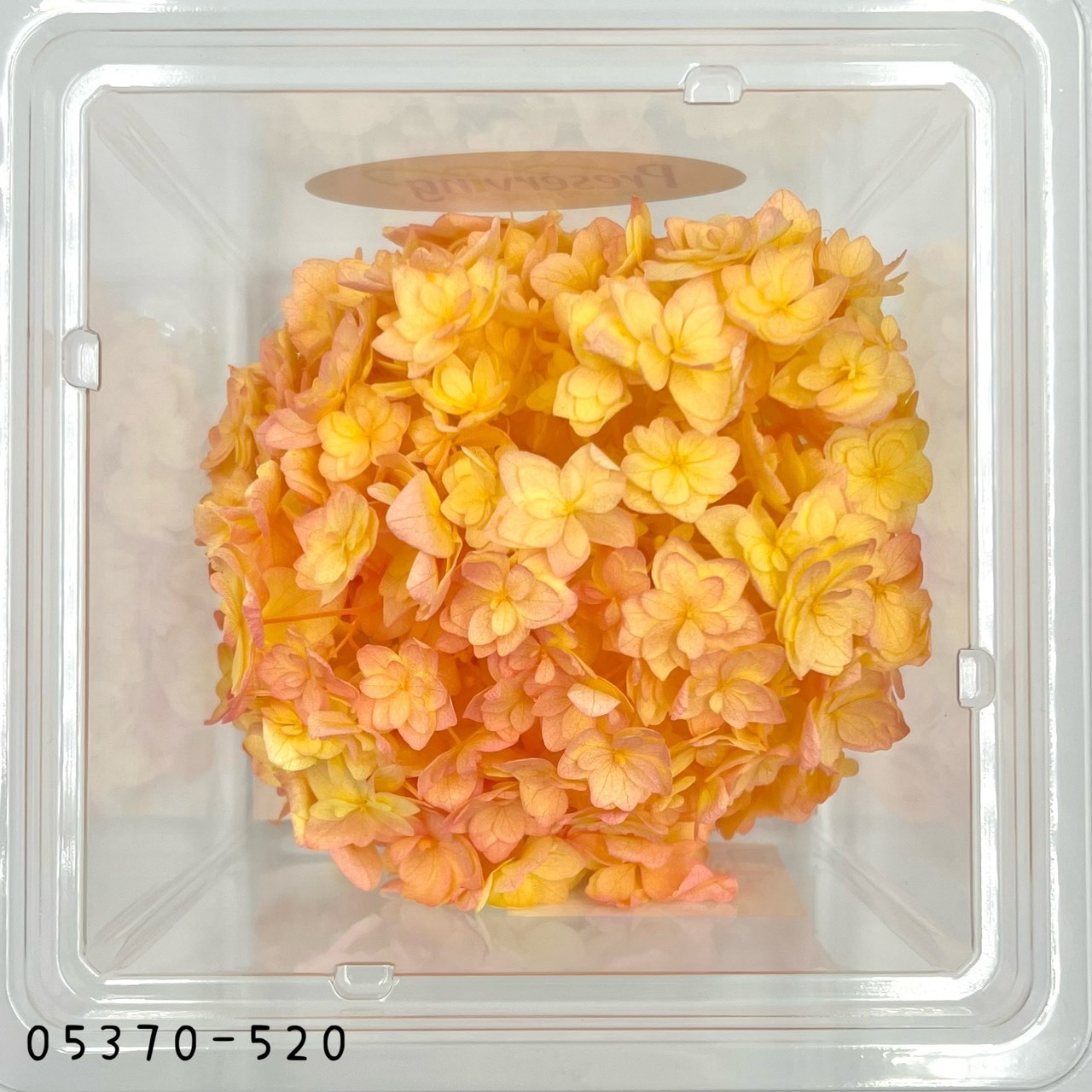 日本不凋漸層重瓣繡球 05370-520