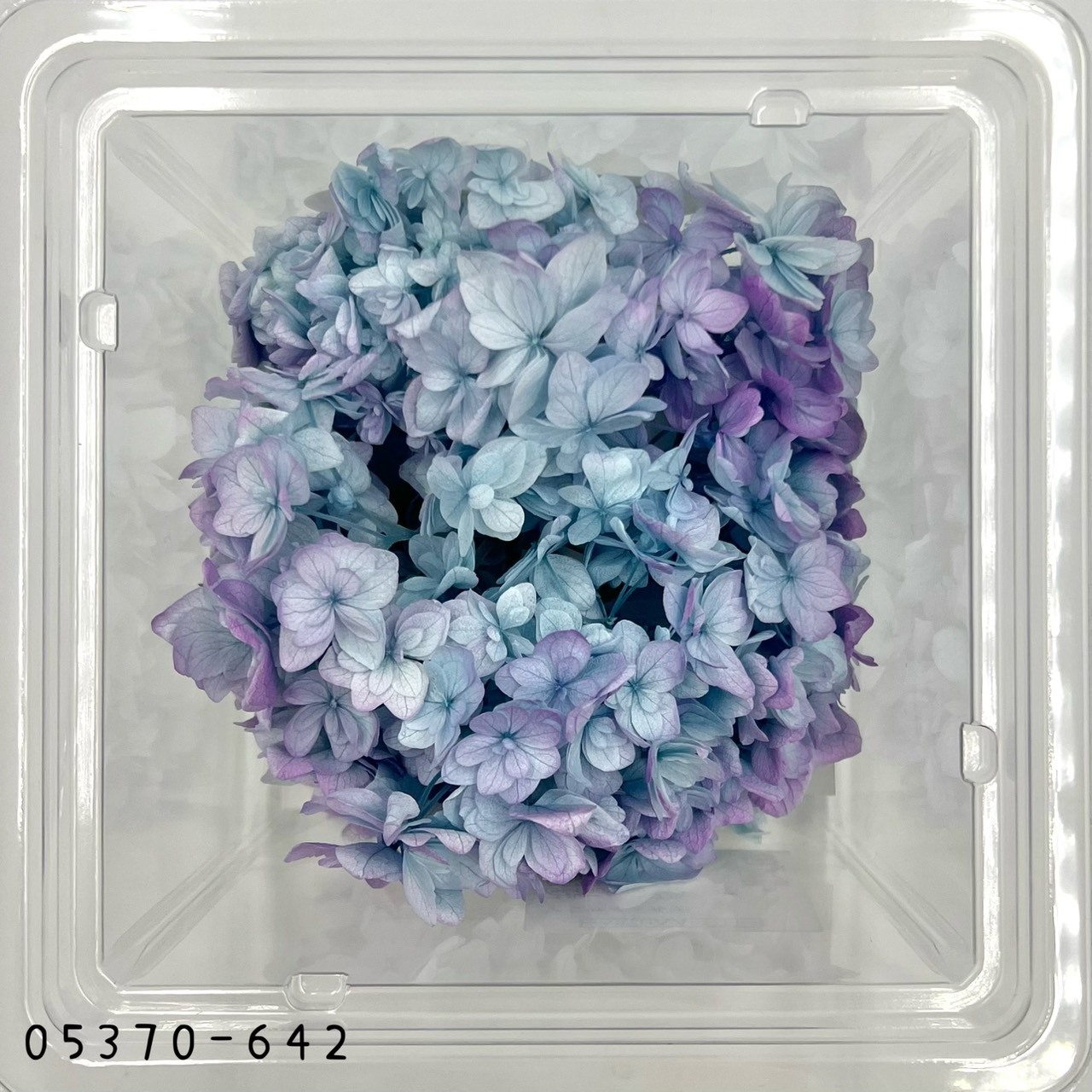 日本不凋漸層重瓣繡球 05370-642