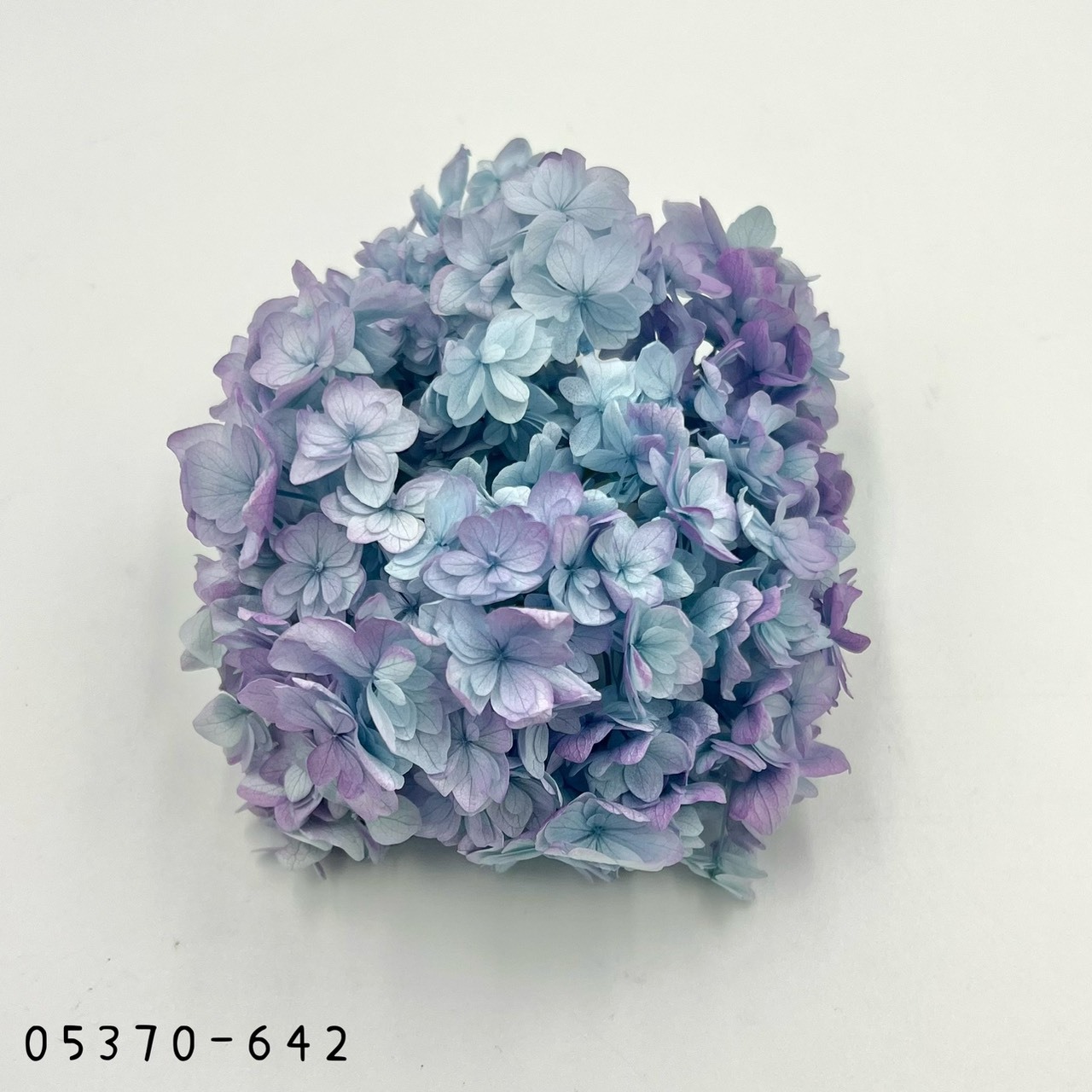 日本不凋漸層重瓣繡球 05370-642