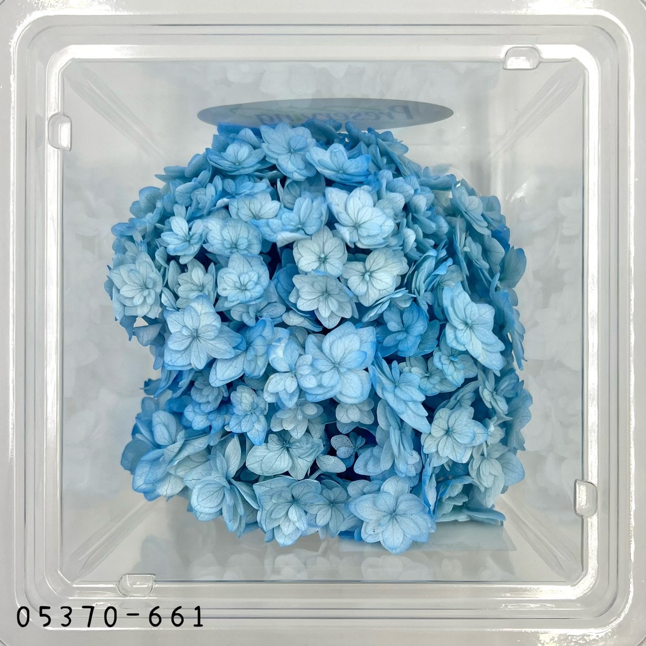 日本不凋漸層重瓣繡球 05370-661