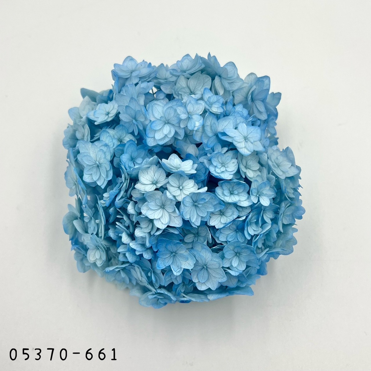 日本不凋漸層重瓣繡球 05370-661