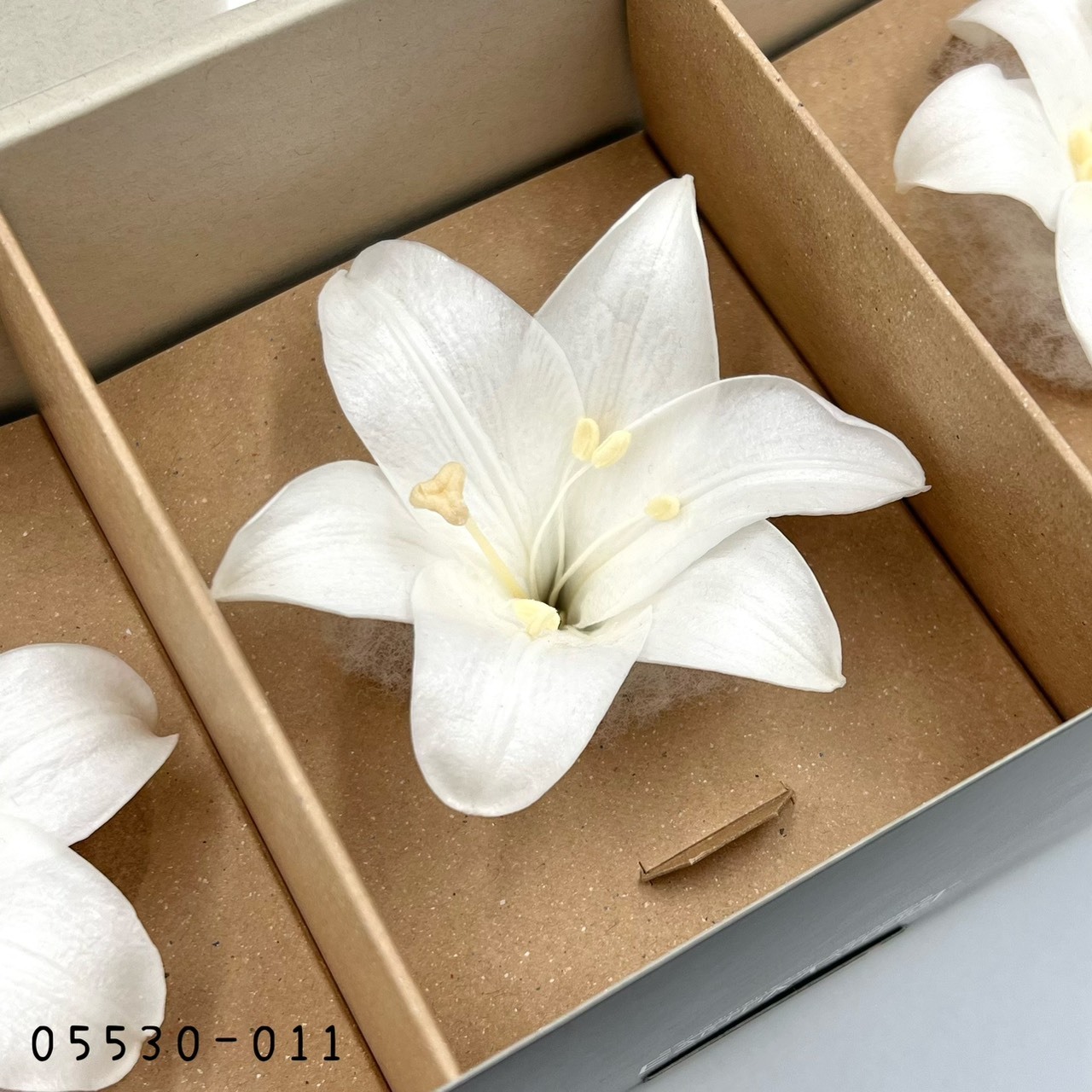 日本不凋百合 05530-011