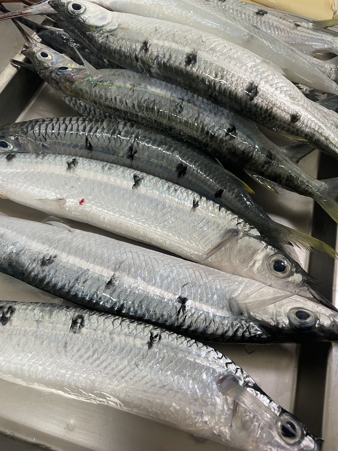 【水針魚】已三去