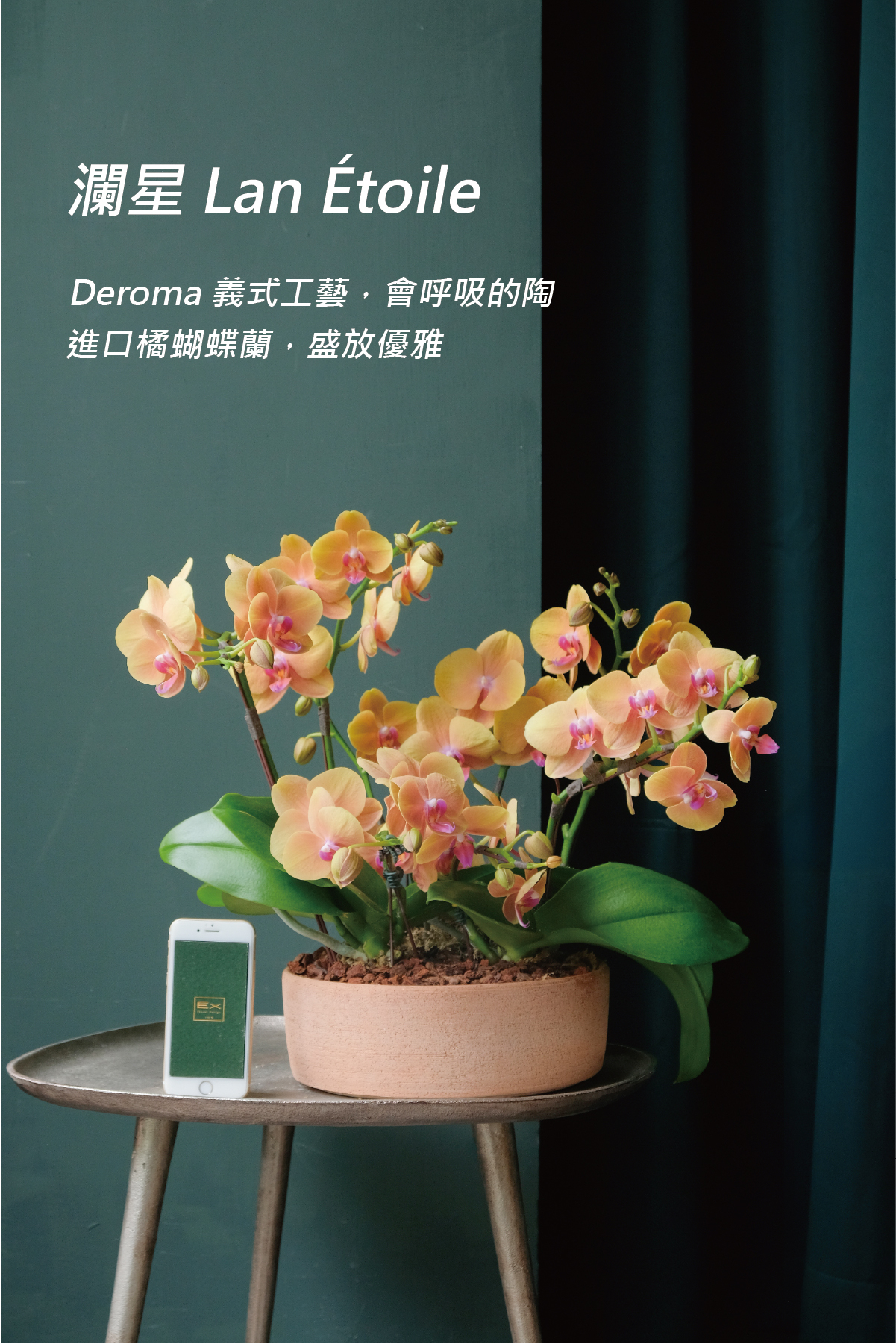 瀾星 Lan Étoile｜蝴蝶蘭花禮