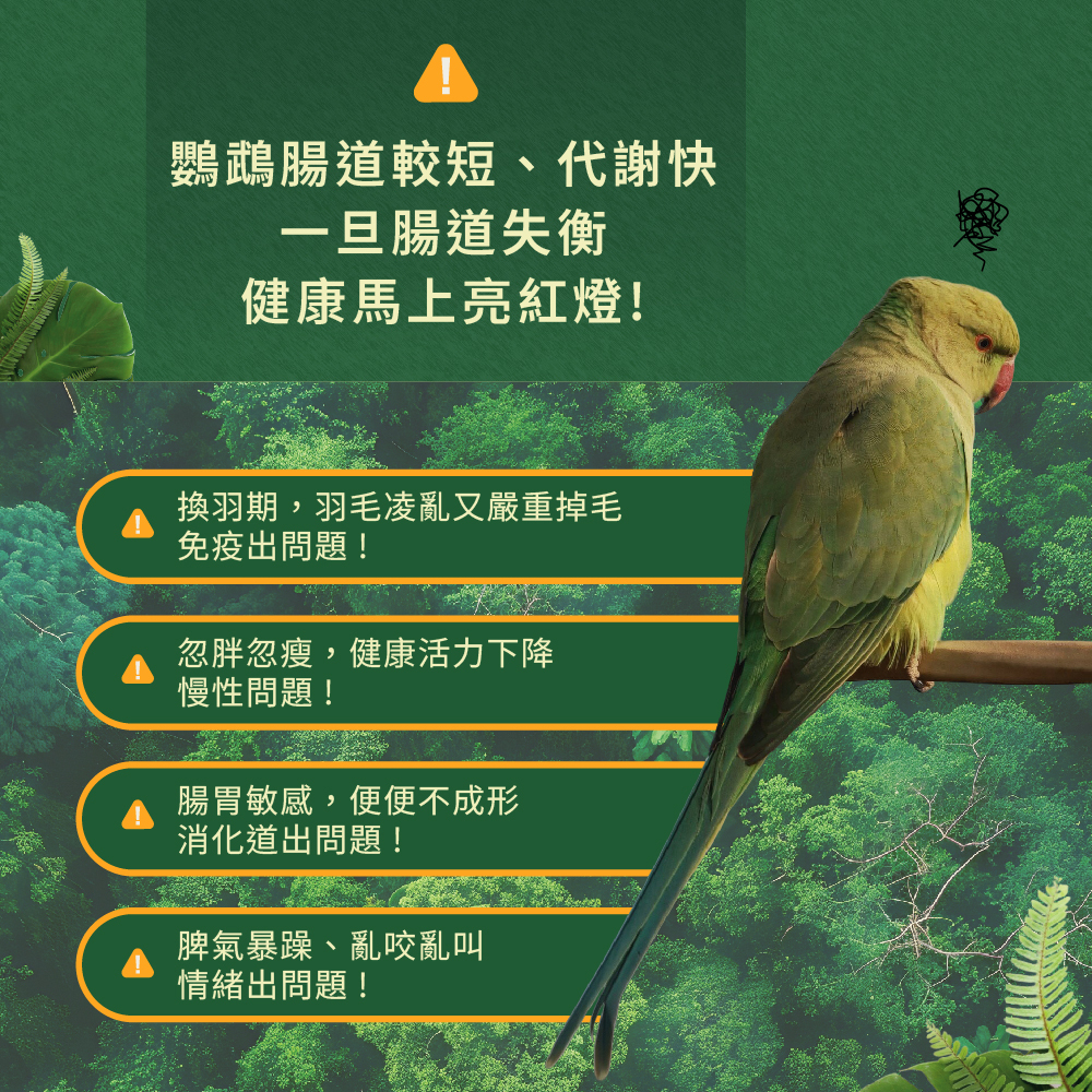 飼養鸚鵡常見問題