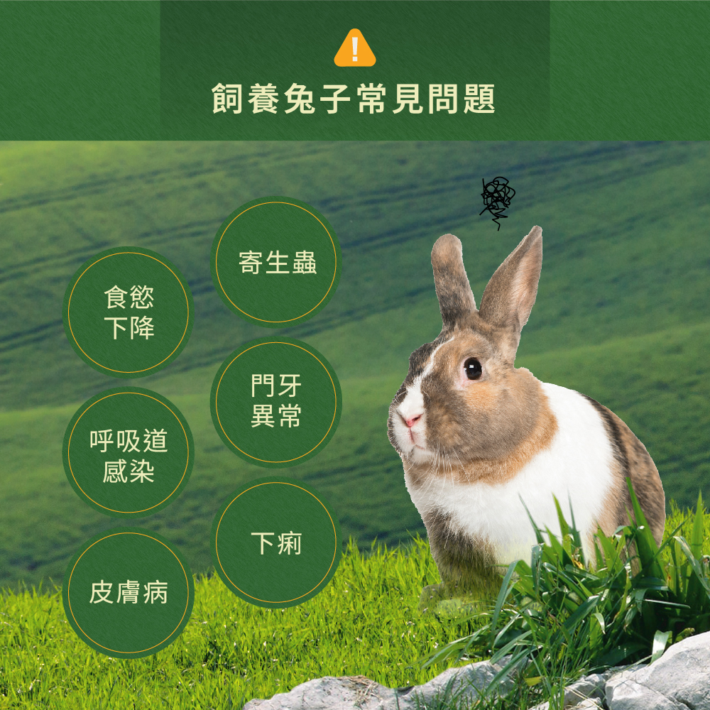 飼養兔子常見問題