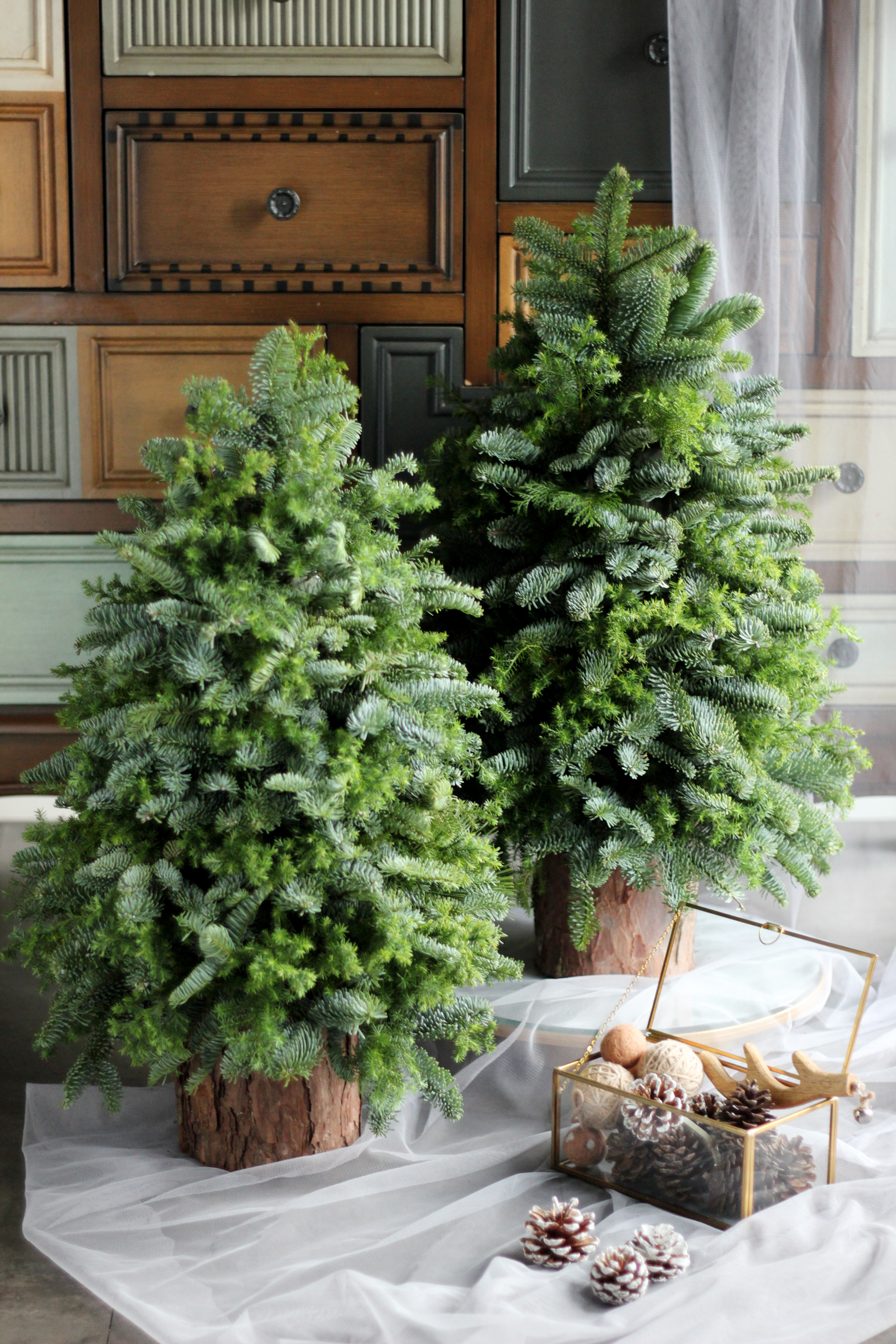 天然無裝飾『 新鮮諾貝松』諾貝松聖誕樹Noble Fir