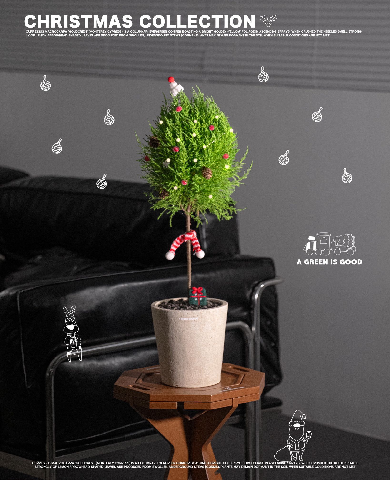 （現貨）檸檬聖誕香松 — 天然植物香氛🌲