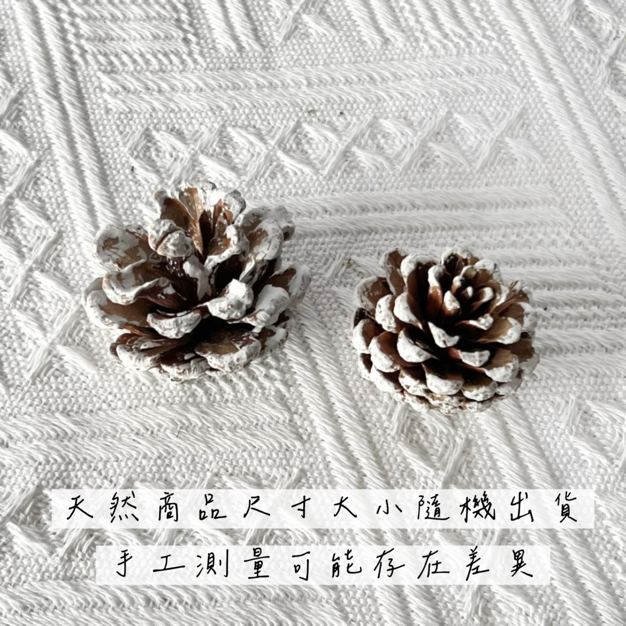 白雪松果2-3公分(包)