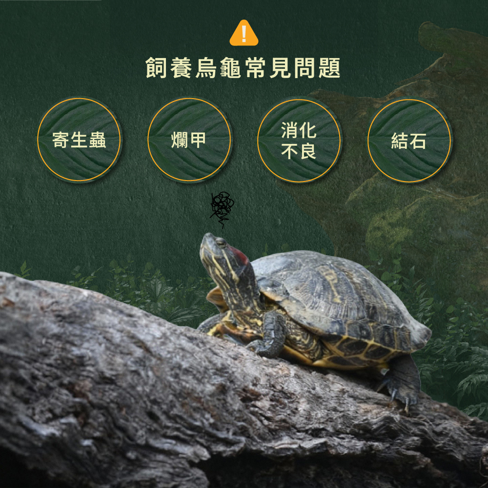 飼養龜常見問題