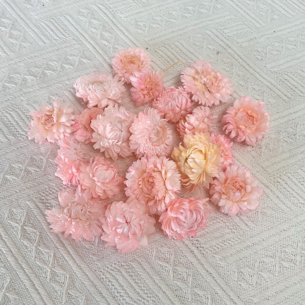 乾燥麥桿菊(10克/包)