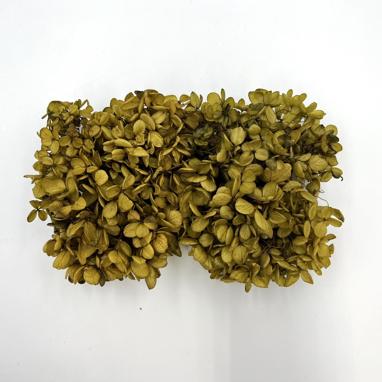 日本不凋中葉繡球 01510-700