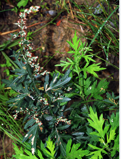 五月艾 - 有機 / 花寮農場 / 中草藥藥用植物 / 盆栽按大小收費