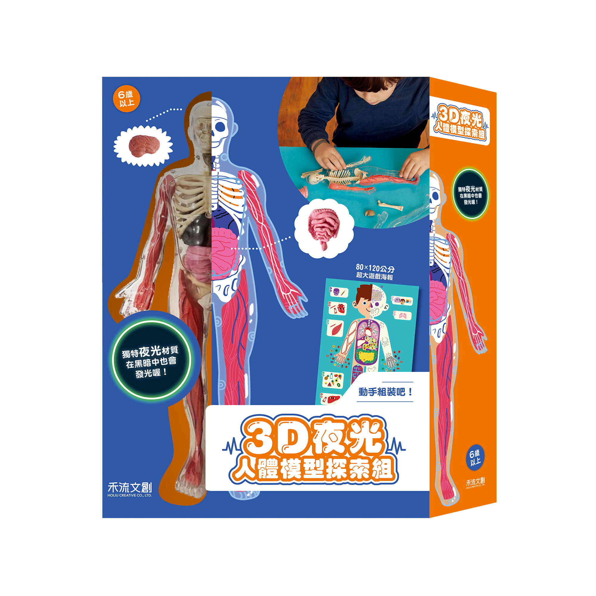 人体模型 禾流文創3D夜光人體模型探索組