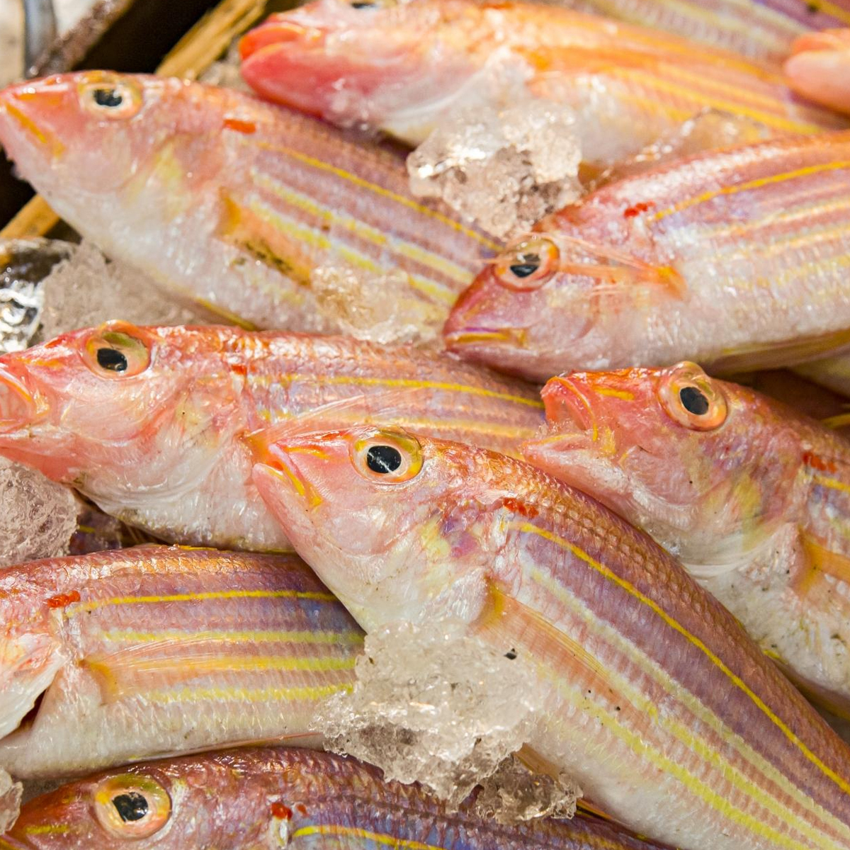 金線魚